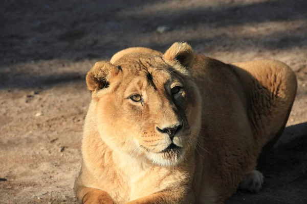 Savannah Wildcat Leona Depredadora Gato — Foto de Stock