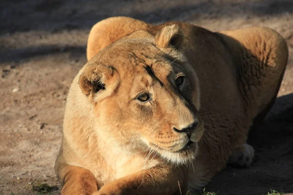 Savane Chat Sauvage Lionne Prédateur Chat — Photo