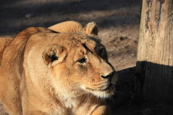 Savannah Yaban Kedisi Dişi Yırtıcı Kedi — Stok fotoğraf