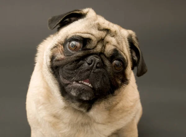 Chien Pug Animal Pedigree — Photo