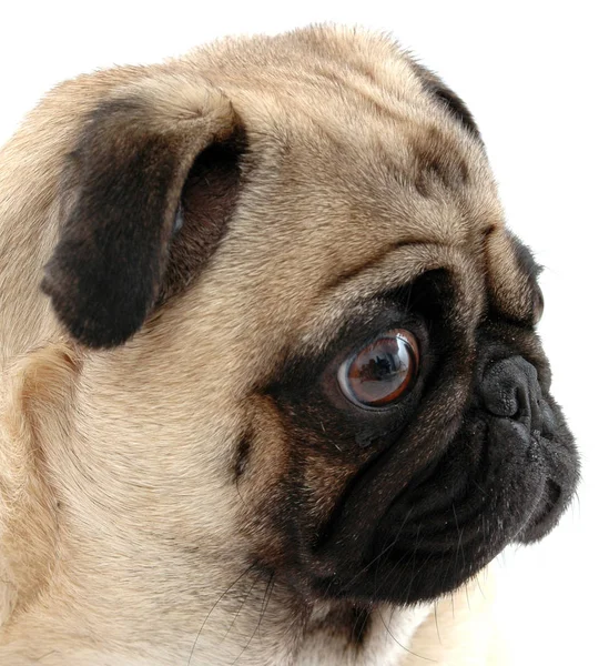 Chien Pug Animal Pedigree — Photo