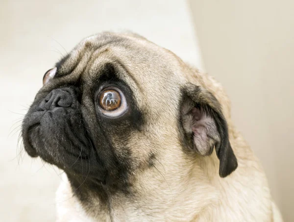 Chien Pug Animal Pedigree — Photo