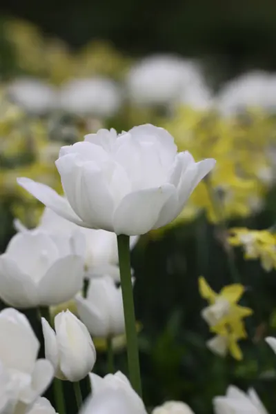 Квіти Тюльпанів Цвітіння Флори — стокове фото
