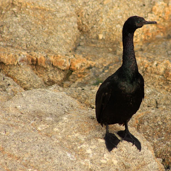 Imagen Cuadrada Pájaro Agua Negra Con Espacio Libre Texto —  Fotos de Stock