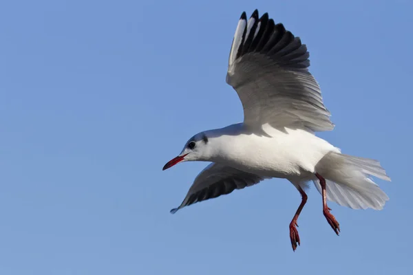 Scenic View Beautiful Cute Gull Bird — Stock Photo, Image