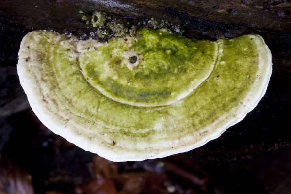 Champignon Amadou Fomes Fomentarius Aux Algues Vertes — Photo