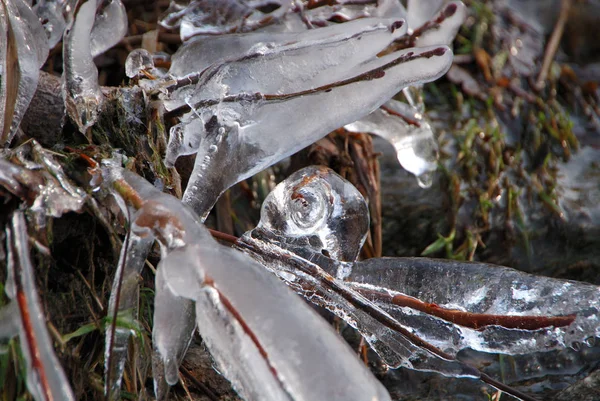 Ramas Congeladas Heladas Hielo —  Fotos de Stock