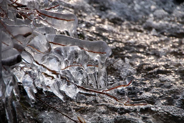 Frozen Branches Frost Ice — Stock Photo, Image
