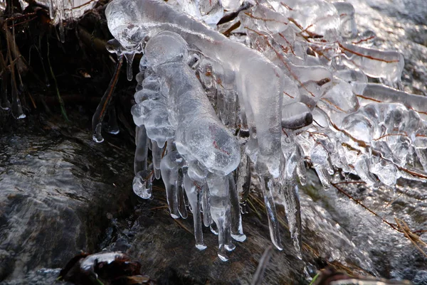 Frozen Branches Frost Ice — Stock Photo, Image