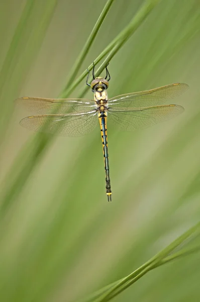 Insectes Nature Avec Ailes Insectes Nature — Photo