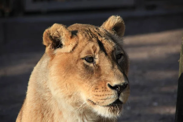 Lioness Close — Stock Photo, Image