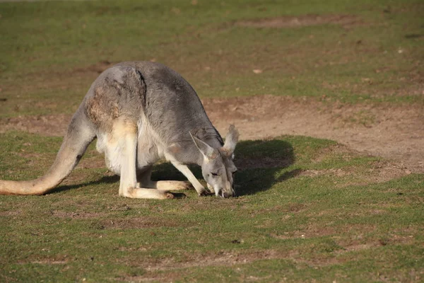 Kangaroo Close — Stock Photo, Image