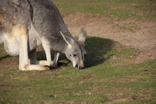 Aranyos Kenguru Állat Ausztrál Emlős — Stock Fotó