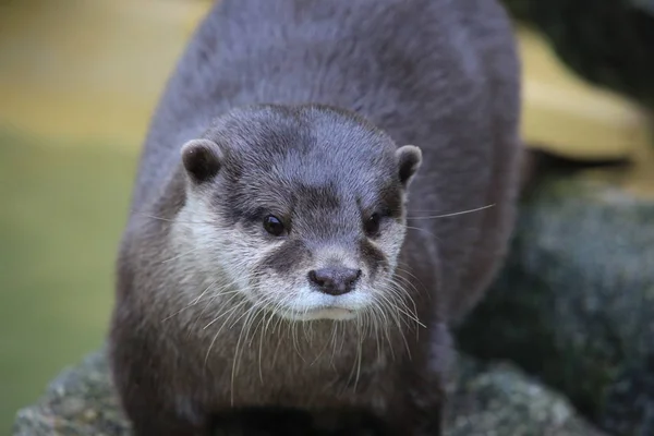 Short Clawed Otter Close — Stock Photo, Image