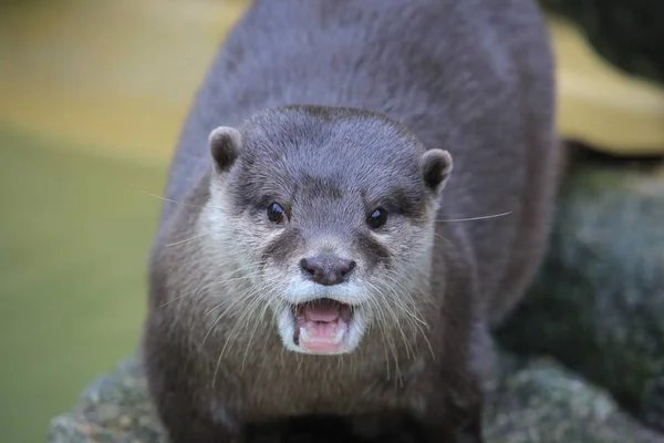 Lontra Artiglio Corto Primo Piano — Foto Stock