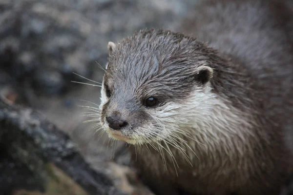 Short Clawed Otter Close — Stock Photo, Image