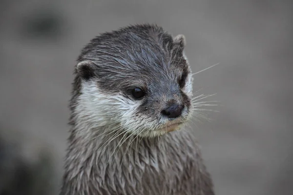 Short Claw Otter Close — Stock Photo, Image