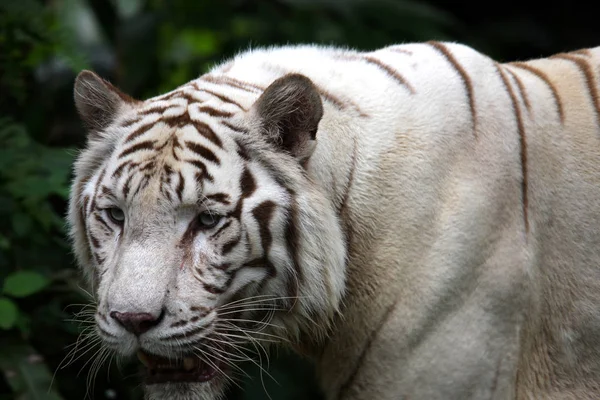 Depredador Felino Tigre Salvaje Imagen de stock