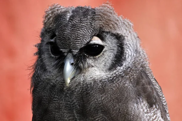 Verreaux Eagle Owl — Stock Photo, Image
