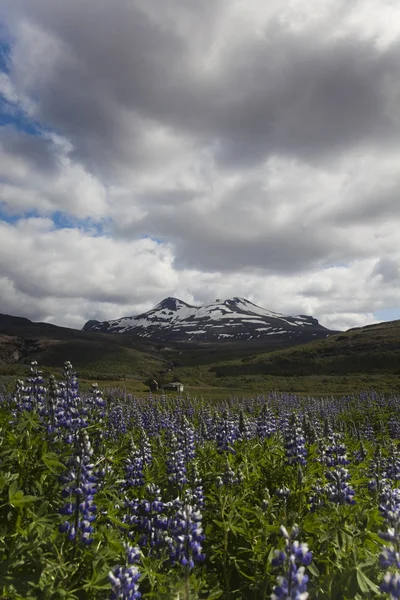 Bloeiende Lupine Weideflora — Stockfoto