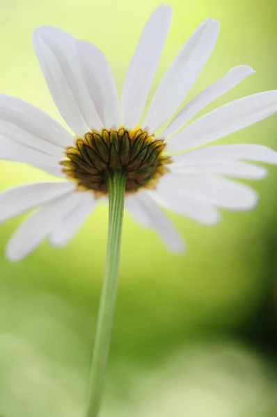 Malerischer Blick Auf Schöne Margeritenblüten — Stockfoto