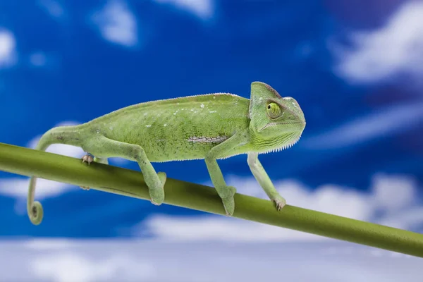 Zblízka Ještěrka Biotopu Koncept Divokosti — Stock fotografie