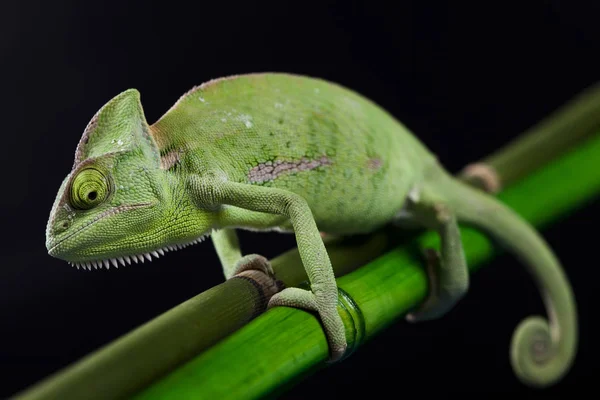 Close Lizard Habitat Wildness Concept — Stock Photo, Image