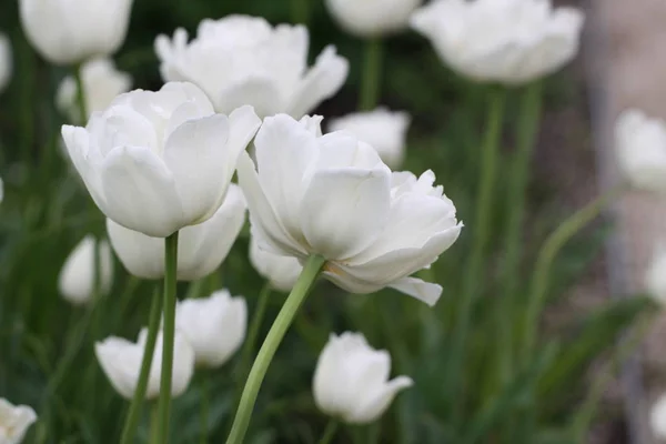 Kwiaty Tulipanowca Kwiat Flory — Zdjęcie stockowe