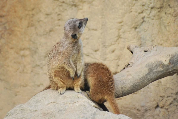 Meerkat Animal Creature Suricatta — стоковое фото