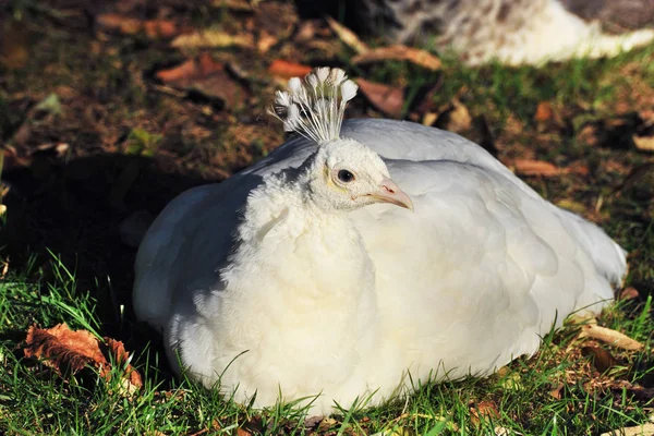 白色的山雀在自然界中下垂 帕沃的危机 — 图库照片