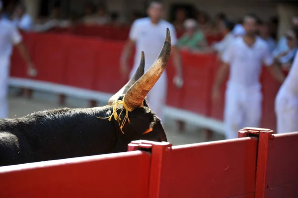 Horn Tjur Tjurfäktning Arenan Löper Nära Män — Stockfoto