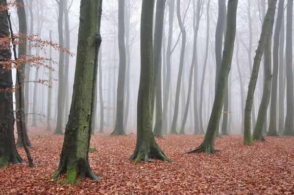 Bosque Hayas Otoño Cerca Silla Rey Ruegen — Foto de Stock