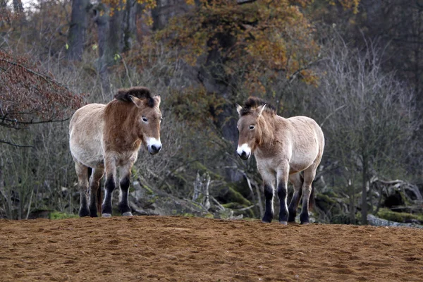 Animales Jóvenes Enfoque Selectivo — Foto de Stock