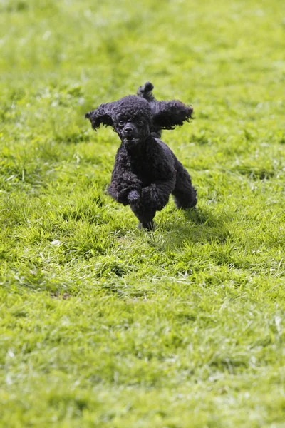 可愛い子犬犬の風景 — ストック写真