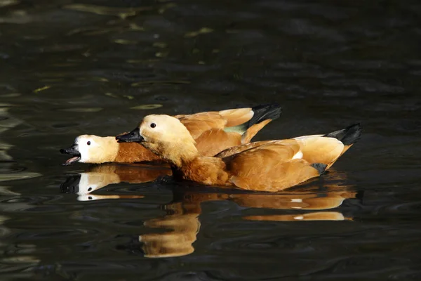 Vacker Utsikt Över Vackra Vindskydd Naturen — Stockfoto