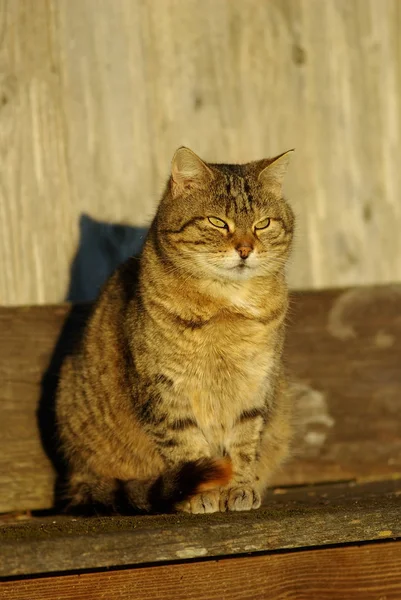 Кошка Вечерним Солнцем — стоковое фото