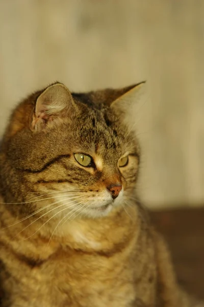 Gato Sol Noite — Fotografia de Stock