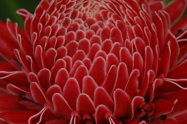 Mooi Botanisch Schot Natuurlijk Behang — Stockfoto