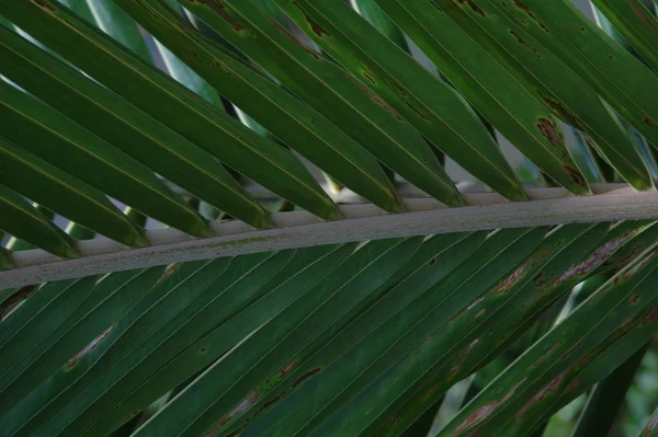 绿色棕榈叶 花卉壁纸 — 图库照片