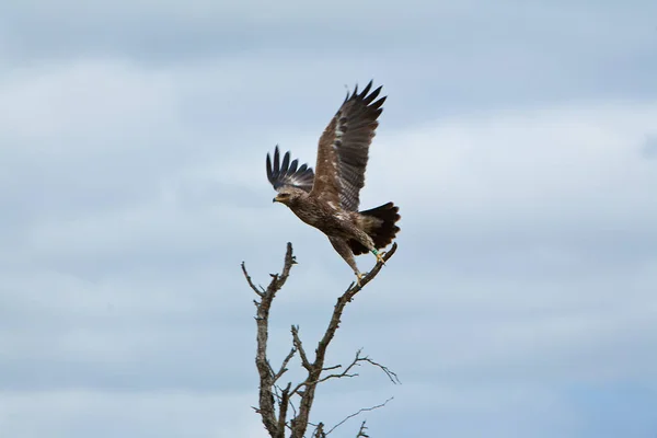 Scenic View Beautiful Bird Nature — Stock Photo, Image