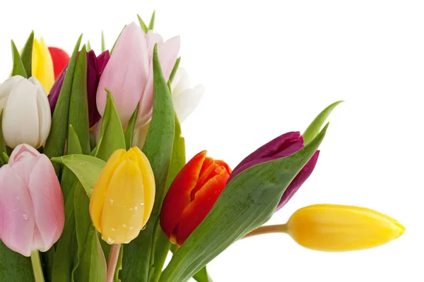 Tulpen Blühen Blütenblätter Frühlingsflora — Stockfoto