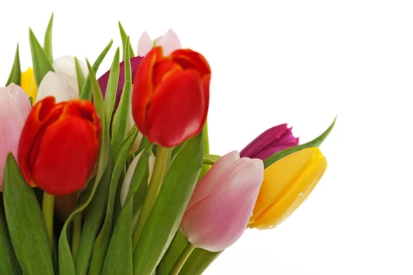 Tulips Studio Shot Colored Flowers White Background — Stock Photo, Image