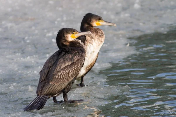 Vista Panorámica Hermoso Pájaro Cormorán Naturaleza — Foto de Stock