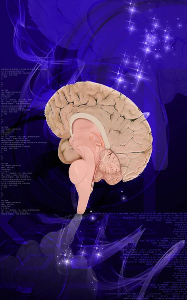 Illustrazione Digitale Del Cervello Sullo Sfondo Colori — Foto Stock