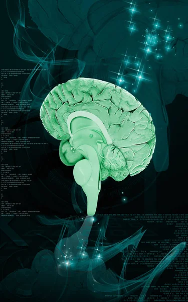 Ilustración Digital Del Cerebro Fondo Color — Foto de Stock