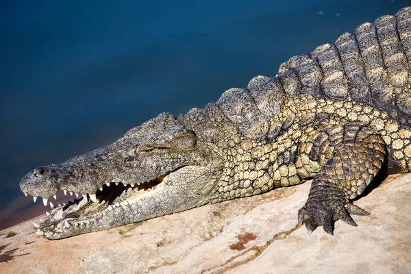 Закрытие Нильского Крокодила Открытым Ртом Вид Сбоку — стоковое фото