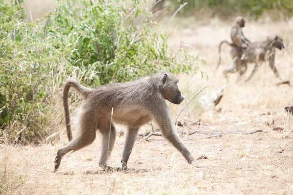 Animais Temas Macaco Natureza — Fotografia de Stock