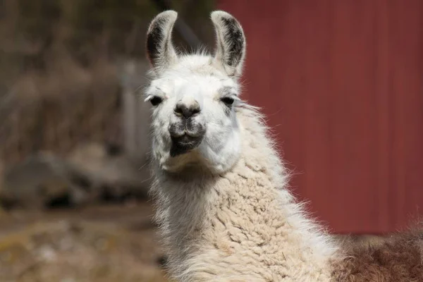 Primer Plano Los Animales Zoológico — Foto de Stock