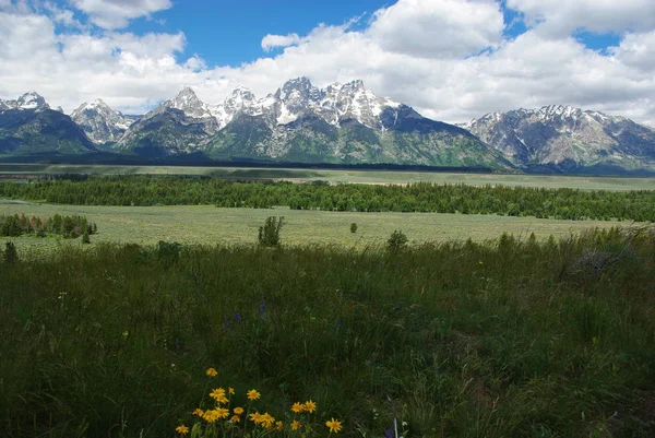 Цветы Метеоры Гран Тетоны Wyoming — стоковое фото
