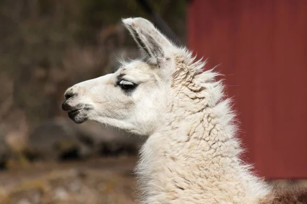 Closeup of animal at zoo